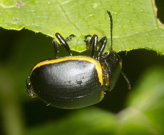 Cosmogramma patricia