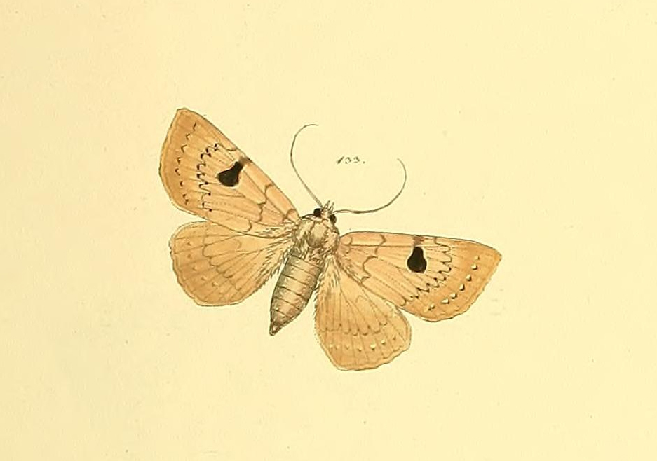 Epitausa megastigma