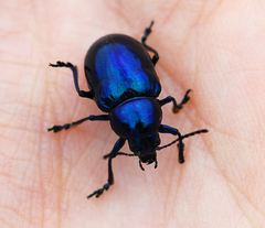 Chrysochus chinensis