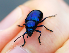 Chrysochus chinensis