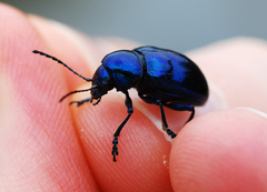 Chrysochus chinensis