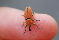 Lixus impressiventris