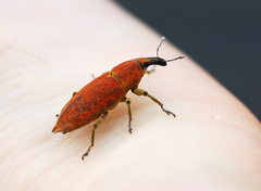 Lixus impressiventris