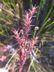 Restio echinatus