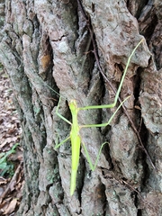 Huananphasma amicum