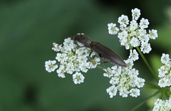 Agriotes pilosellus