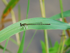 Platycnemis phyllopoda