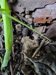 Huananphasma amicum