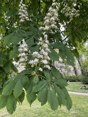 Aesculus hippocastanum