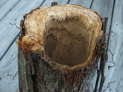 Melanerpes carolinus