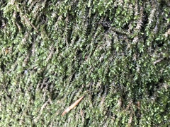 Rhynchostegium