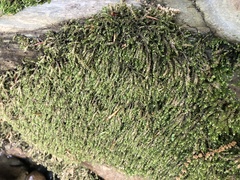 Rhynchostegium