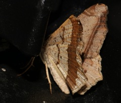 Chiasmia ozararia