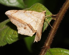 Chiasmia ozararia