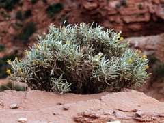 Senecio hualtaranensis