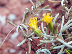Senecio hualtaranensis