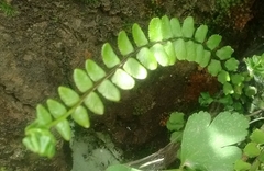 Asplenium trichomanes trichomanes