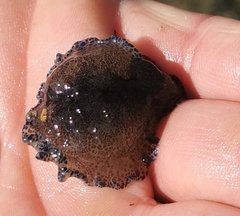 Callioplanidae