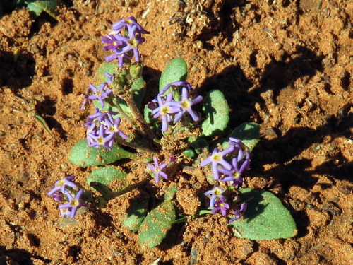 Manulea fragrans