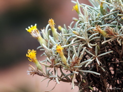 Senecio hualtaranensis