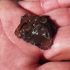 Callioplanidae