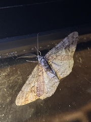 Hypomecis punctinalis