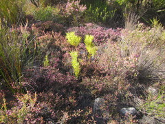 Erica pilosiflora