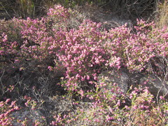 Erica pilosiflora