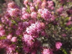 Erica pilosiflora