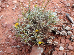 Senecio hualtaranensis
