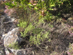 Aspalathus cytisoides