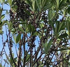 Myrsine seguinii