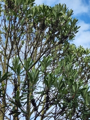 Myrsine seguinii