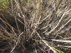 Aspalathus cytisoides