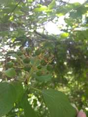 Cornus sanguinea australis