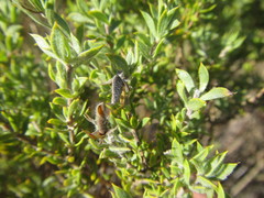 Aspalathus cytisoides