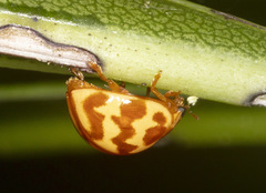 Neocalvia blanchardi