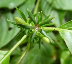 Sabicea venosa