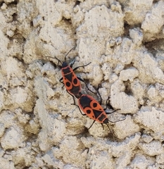 Pyrrhocoris apterus