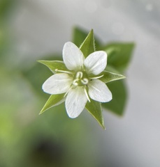 Arenaria serpyllifolia