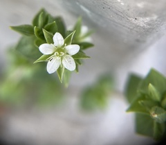 Arenaria serpyllifolia