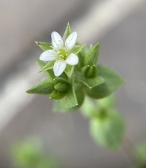 Arenaria serpyllifolia
