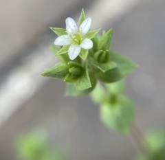 Arenaria serpyllifolia