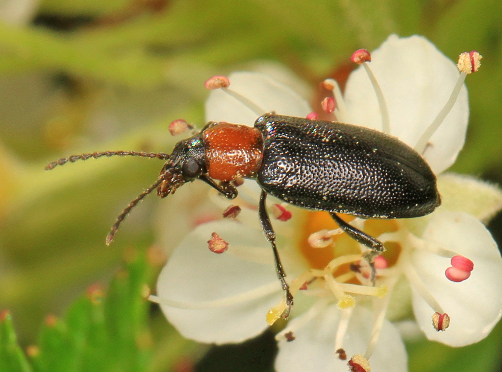 Orsodacne