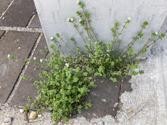 Arenaria serpyllifolia