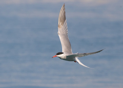 Sterna hirundo