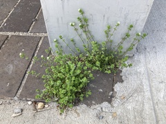 Arenaria serpyllifolia