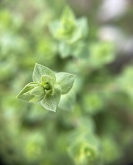 Arenaria serpyllifolia