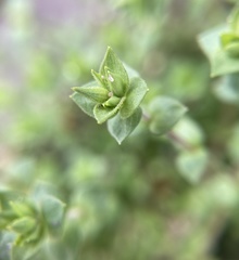 Arenaria serpyllifolia