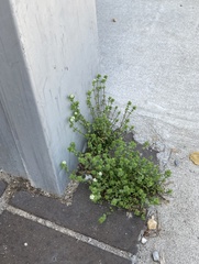 Arenaria serpyllifolia